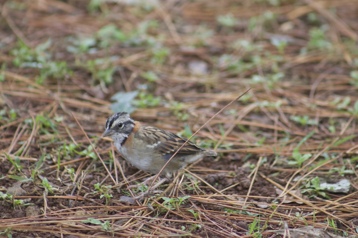 Rufous-collared Sparrow - Rachel Jalbert