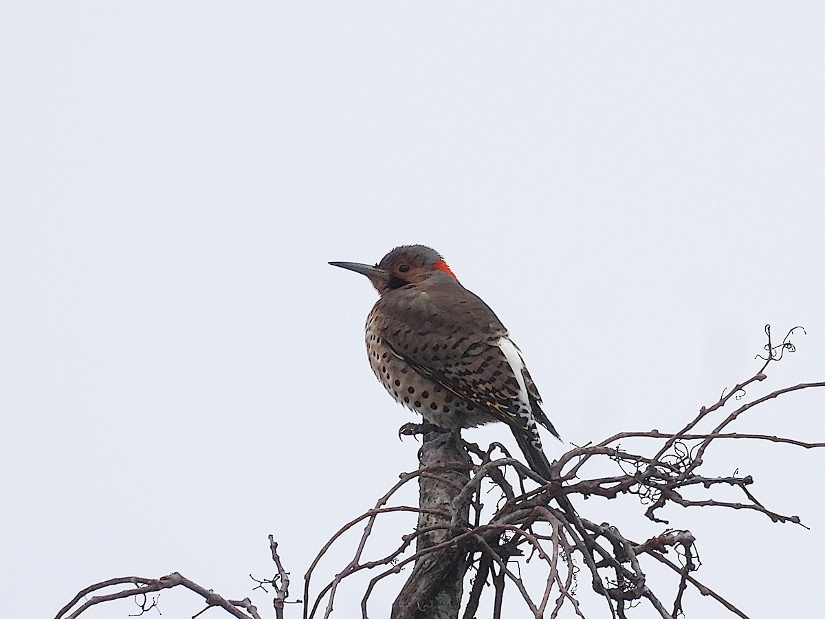 Northern Flicker (Yellow-shafted) - ML616522144