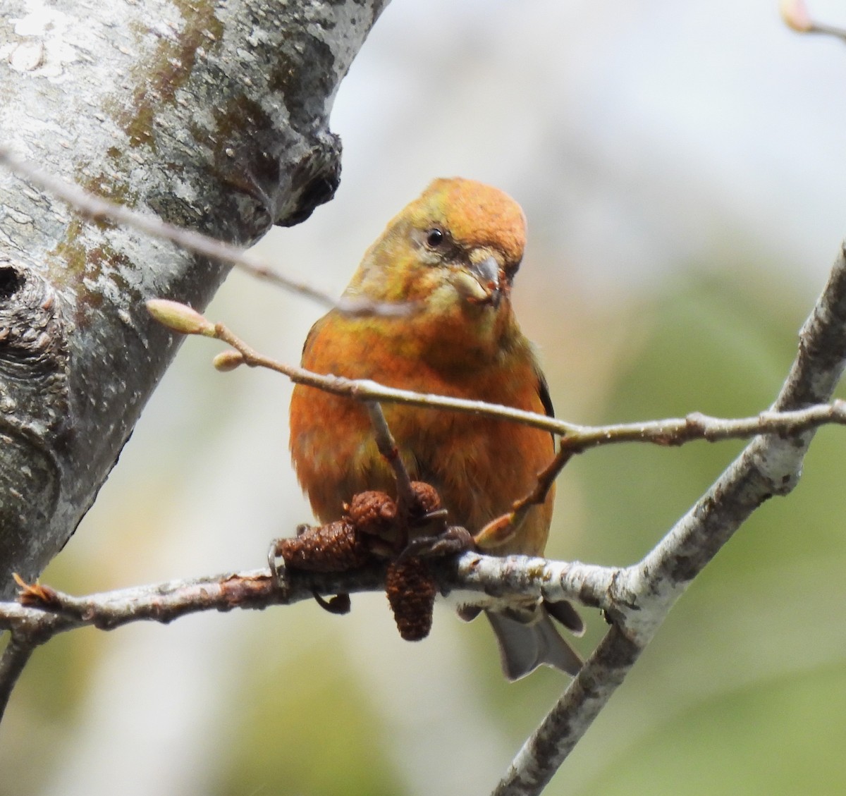 Red Crossbill - ML616522200