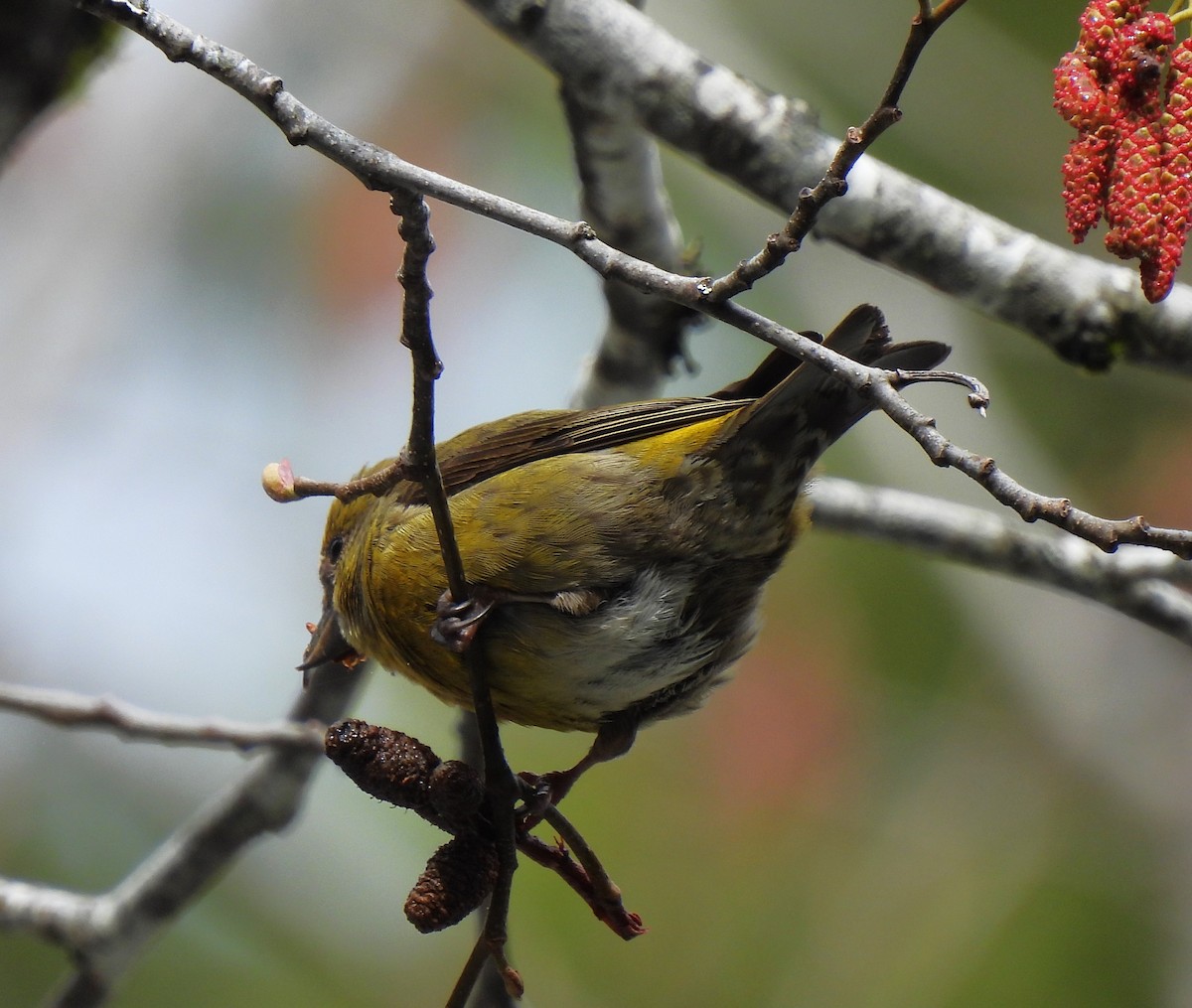 Red Crossbill - ML616522201