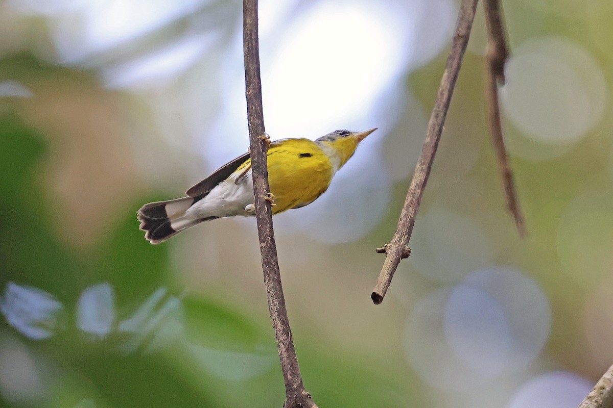 Magnolia Warbler - ML616522233