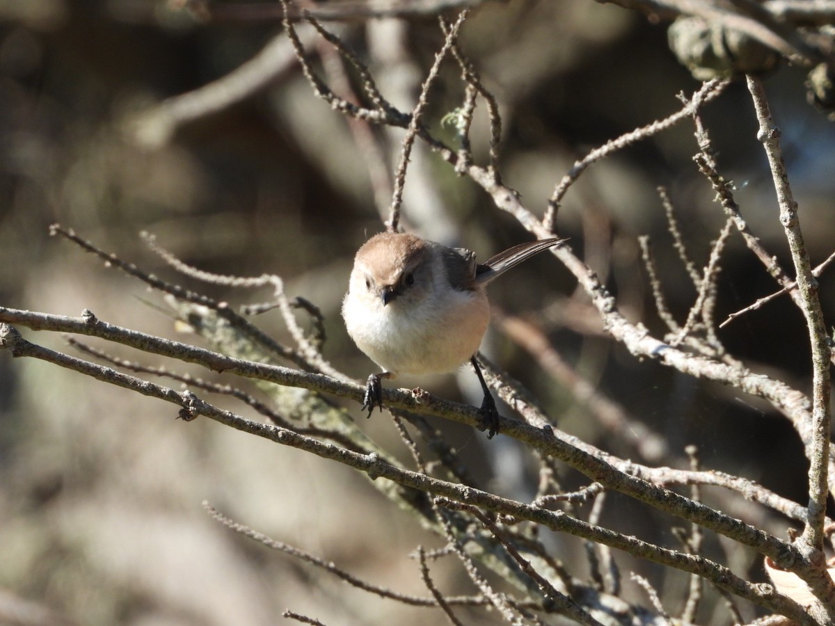 Bushtit - ML616522257