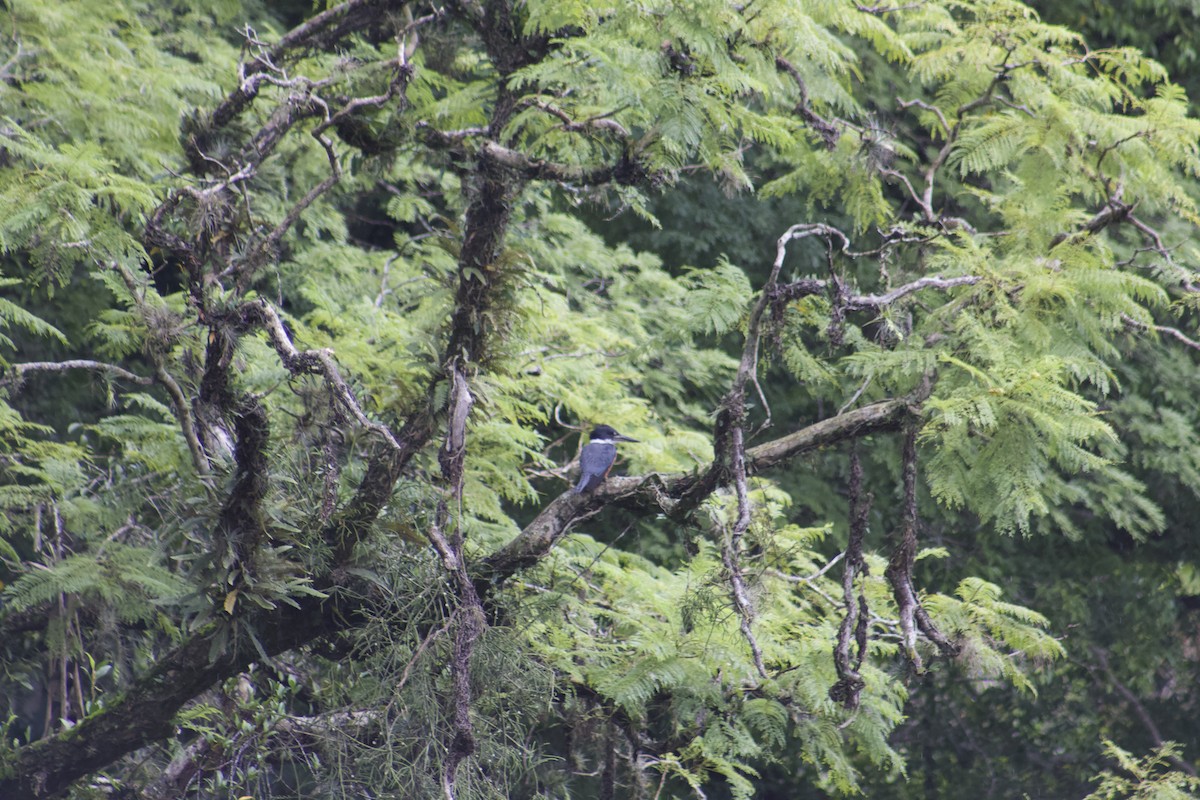 Martín Gigante Neotropical - ML616522258