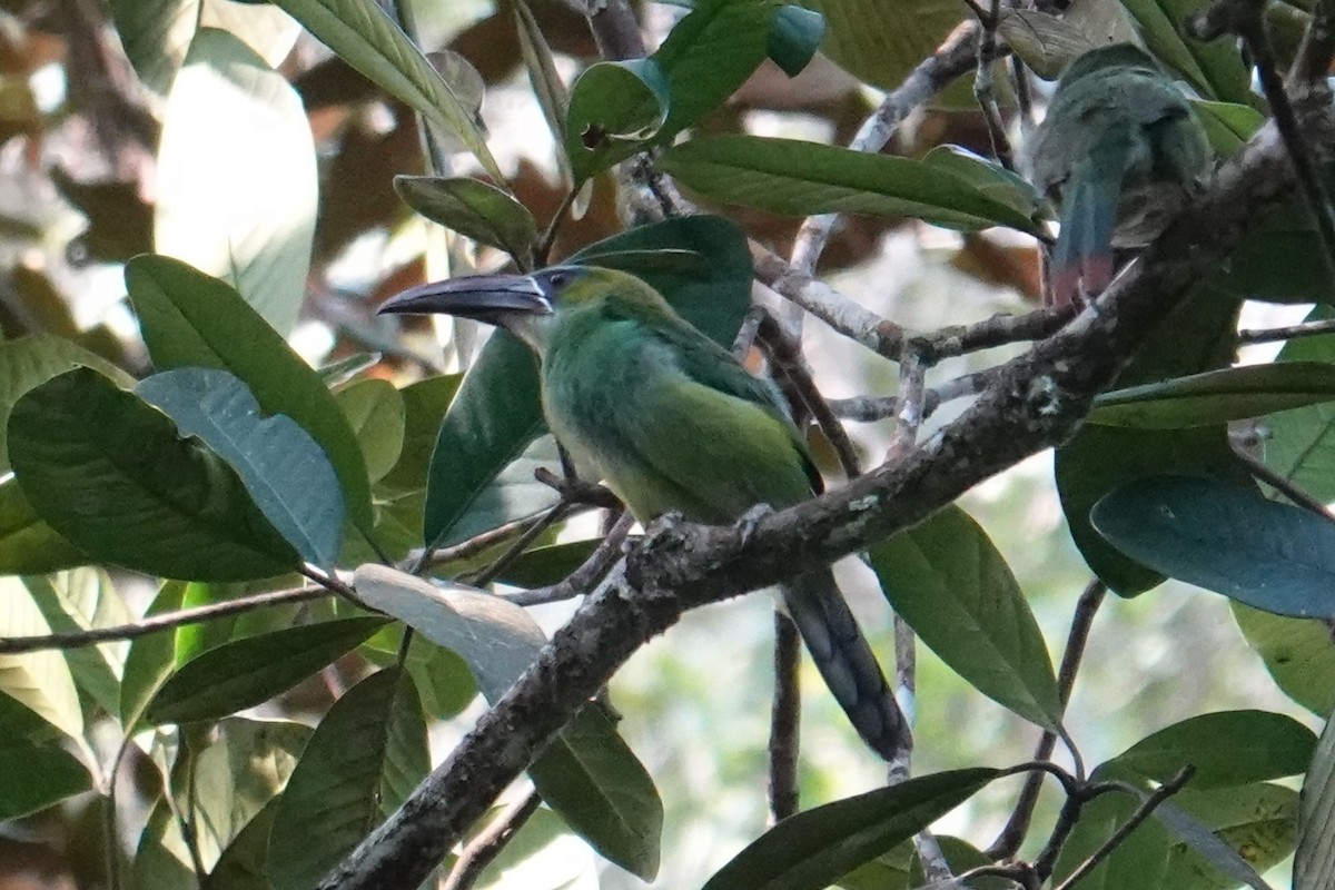 Tepui Toucanet - ML616522284