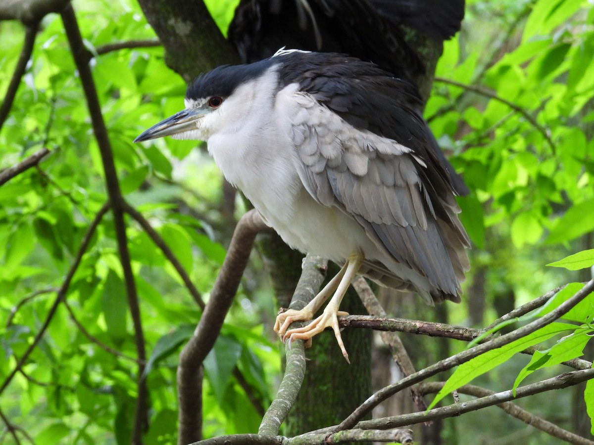 Black-crowned Night Heron - ML616522316