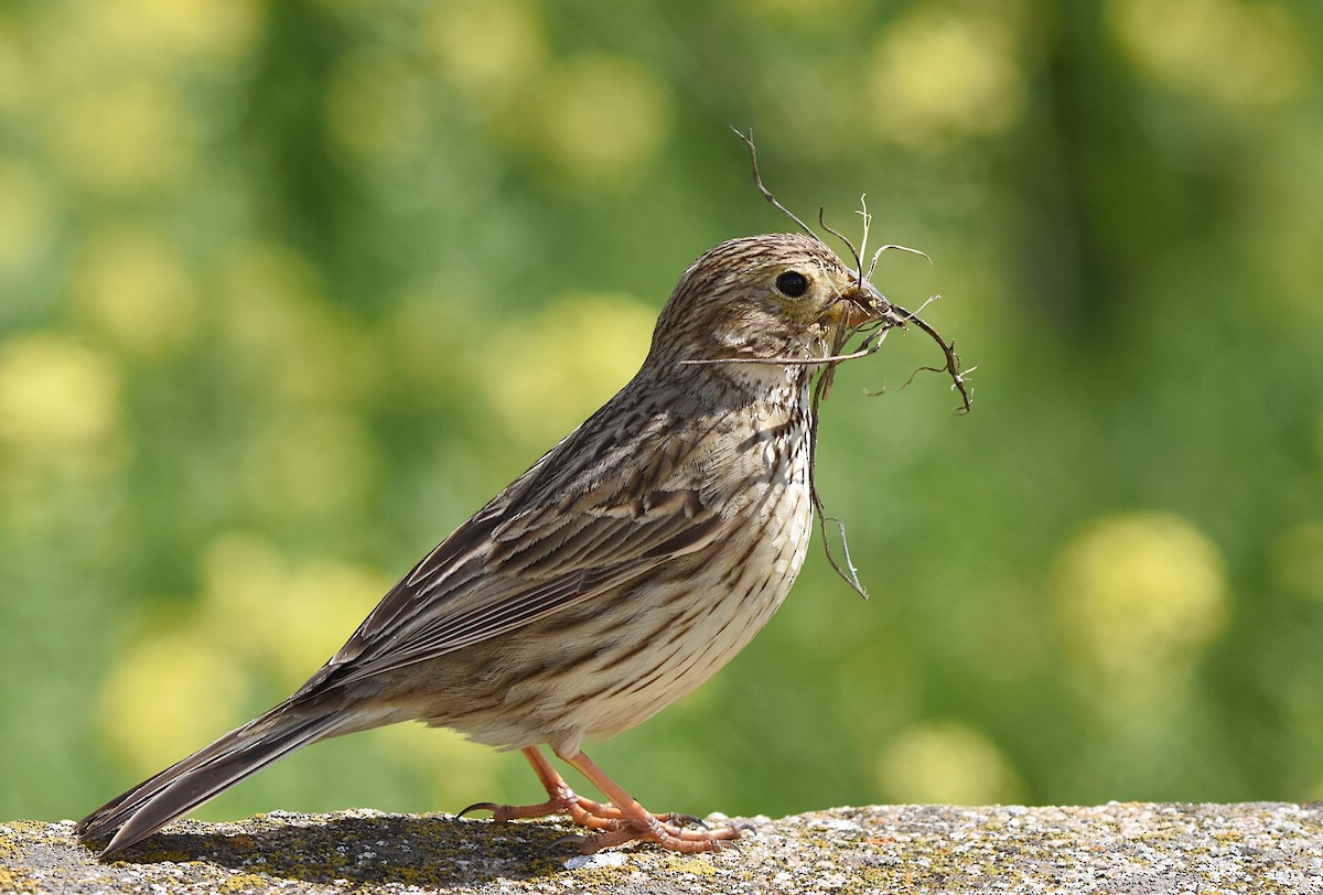 Corn Bunting - ML616522381