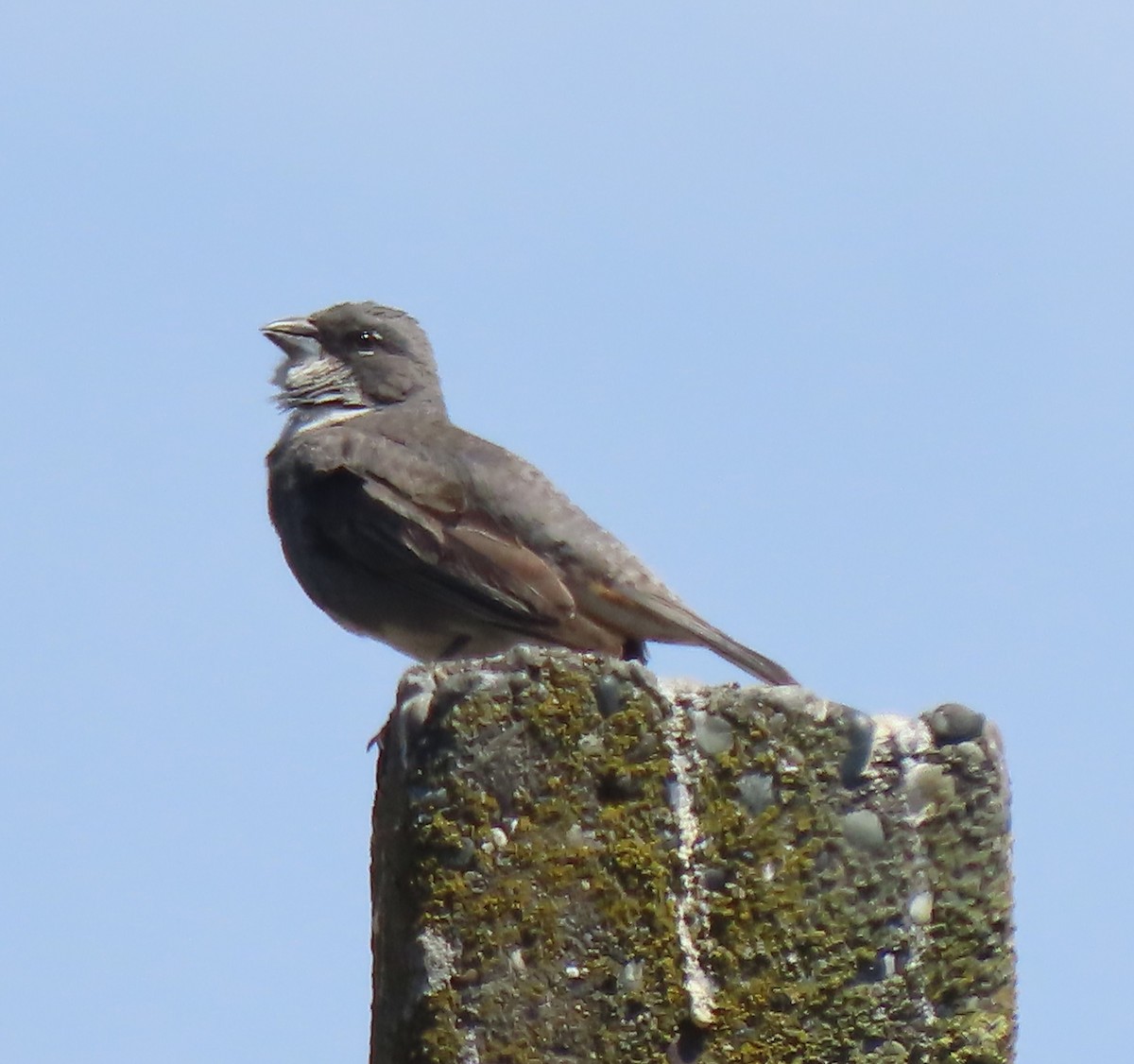 Diuca Finch - ML616522436