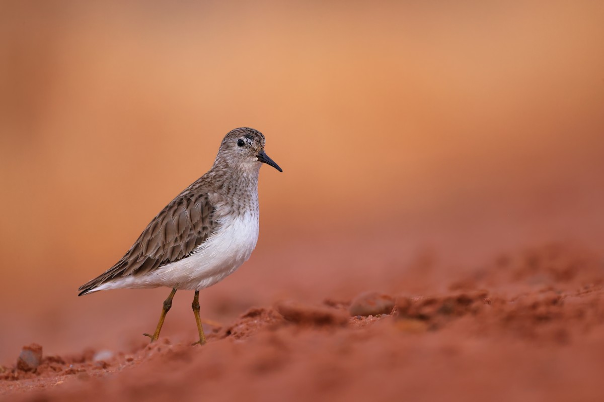 Least Sandpiper - Tory Mathis