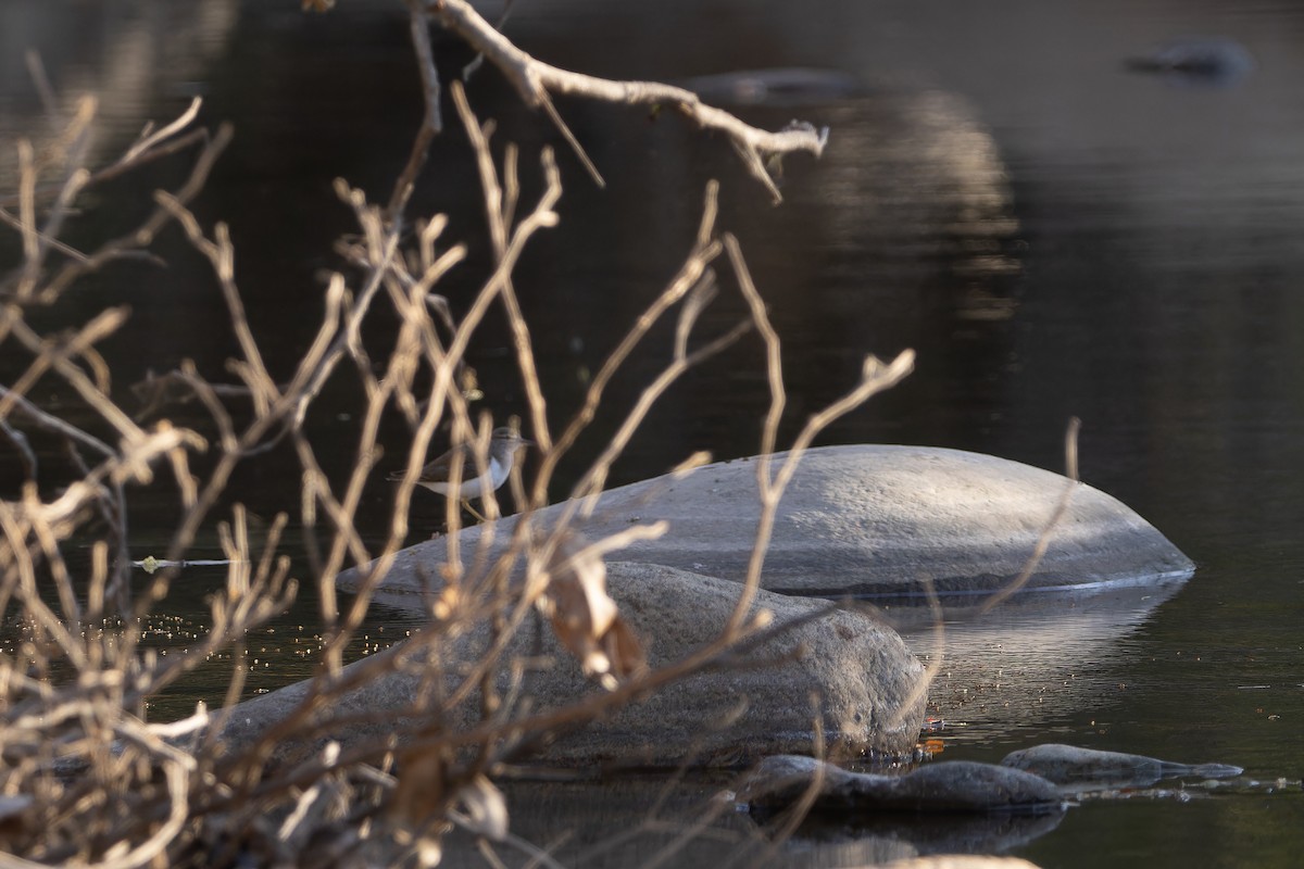 Spotted Sandpiper - ML616522521