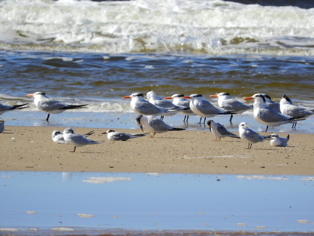 Common Tern - ML616522528