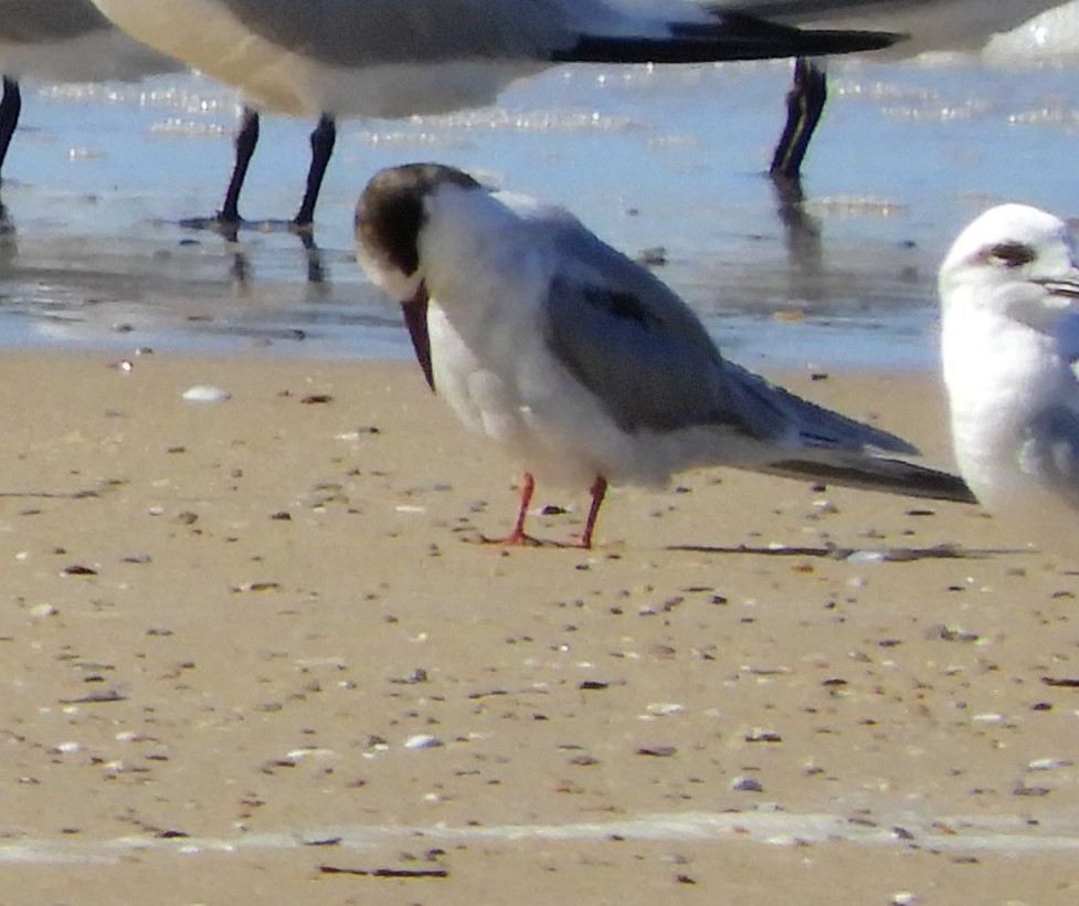 Common Tern - Ana Verónica Arburúas