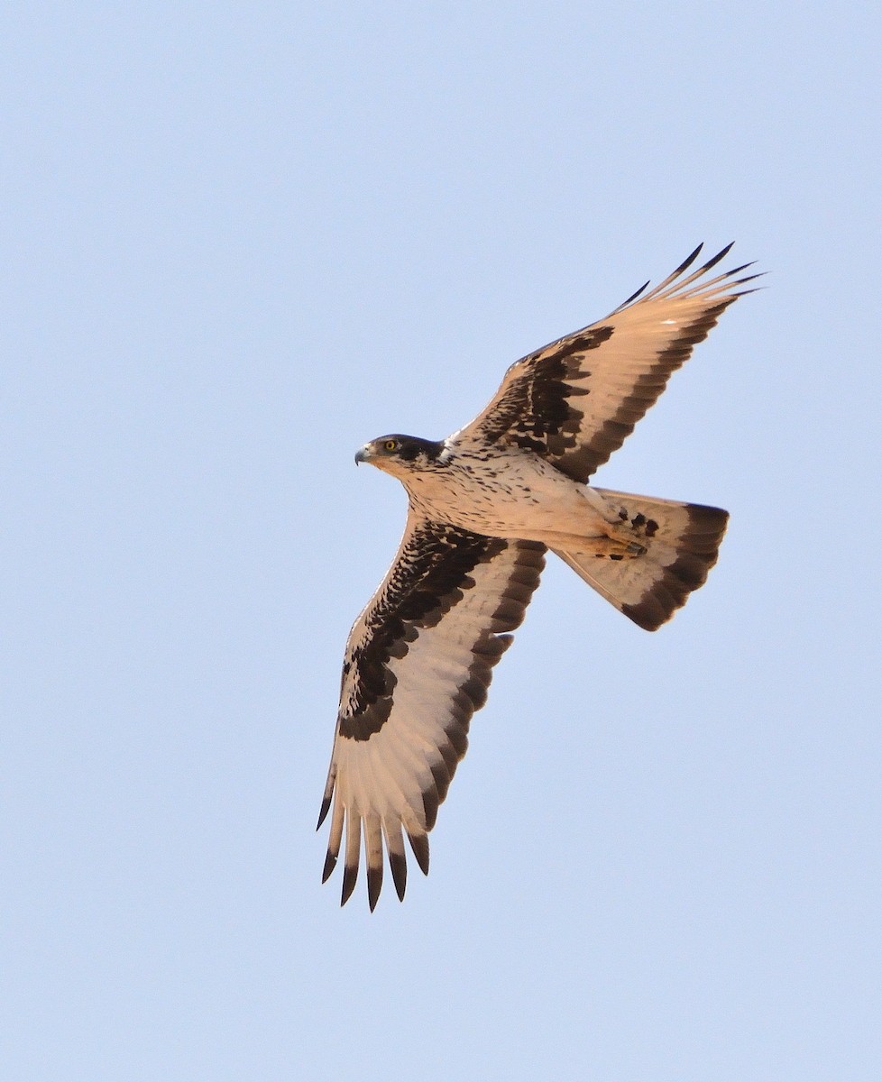 African Hawk-Eagle - ML616522578