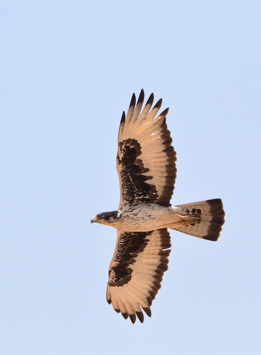 African Hawk-Eagle - ML616522579