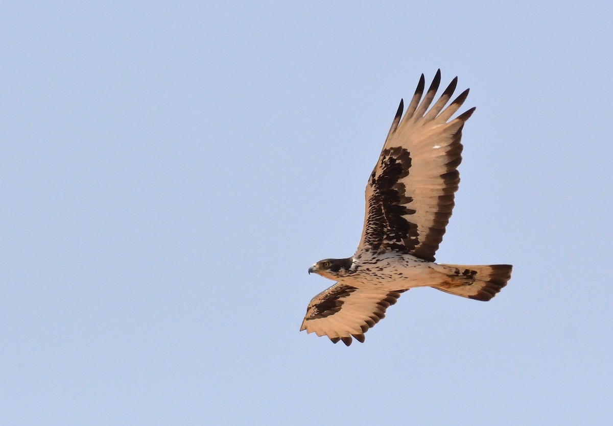 African Hawk-Eagle - ML616522583