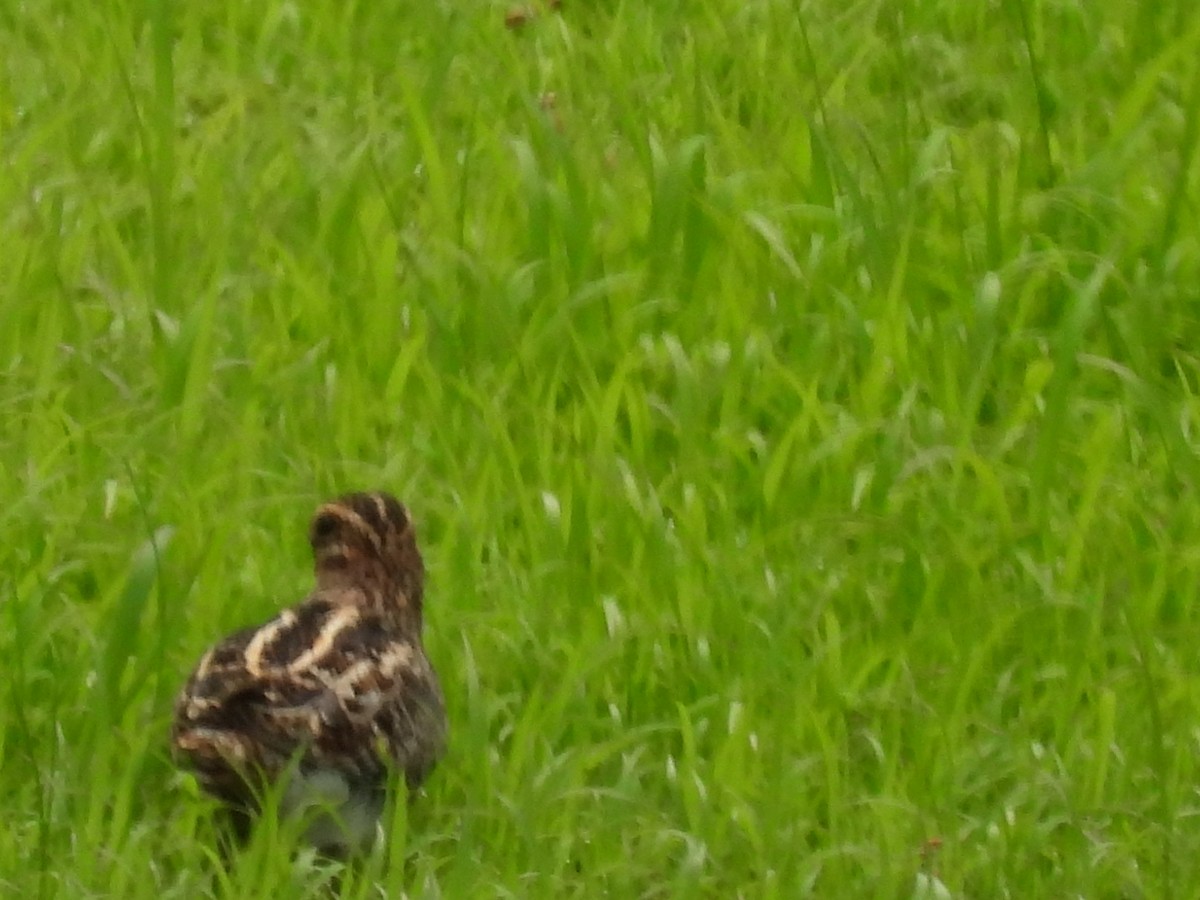 Wilson's Snipe - ML616522584