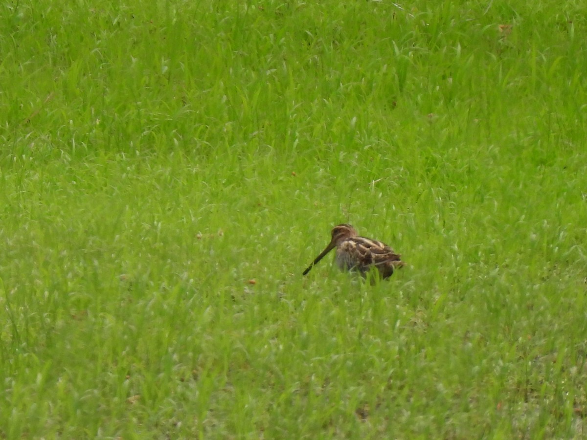 Wilson's Snipe - ML616522608