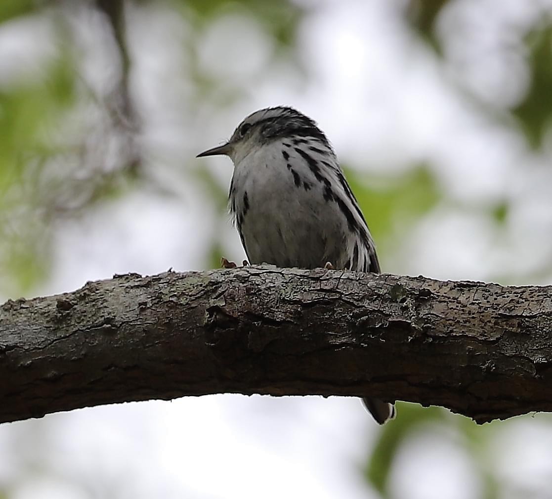 Black-and-white Warbler - ML616522618