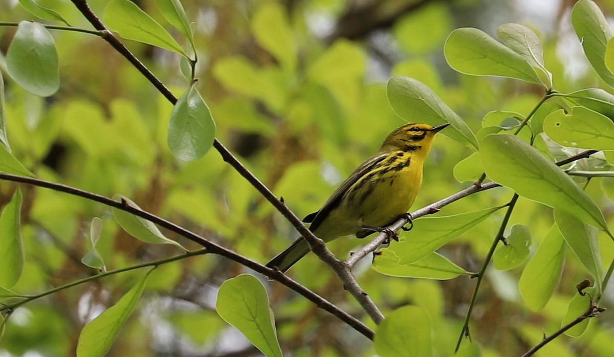 Prairie Warbler - ML616522630