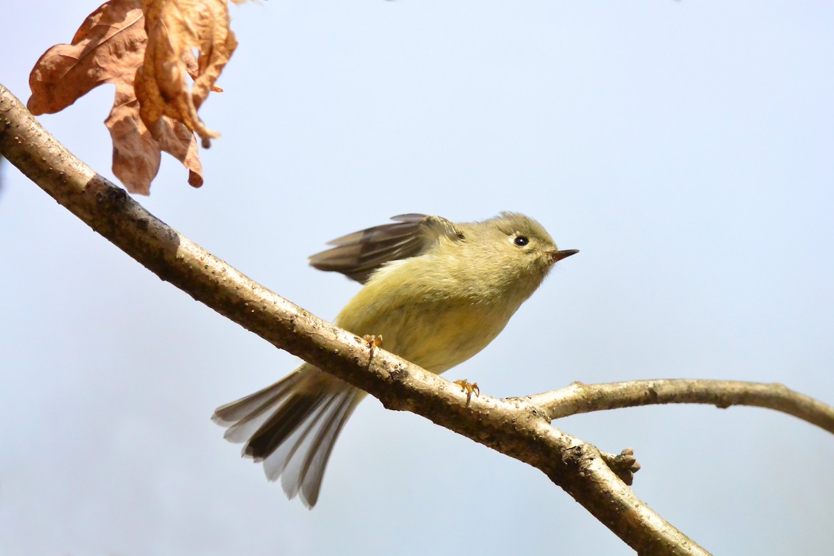 Ruby-crowned Kinglet - Seth Honig