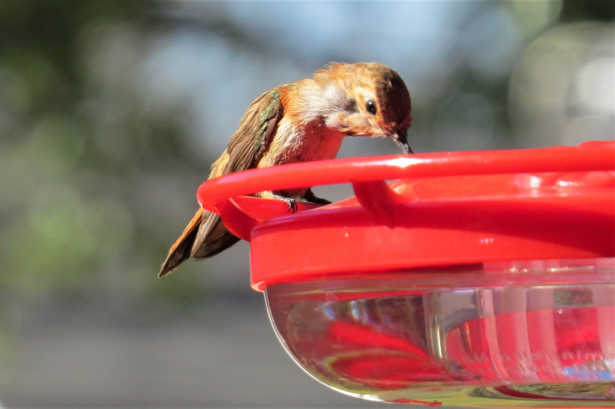 Rufous Hummingbird - ML616522682