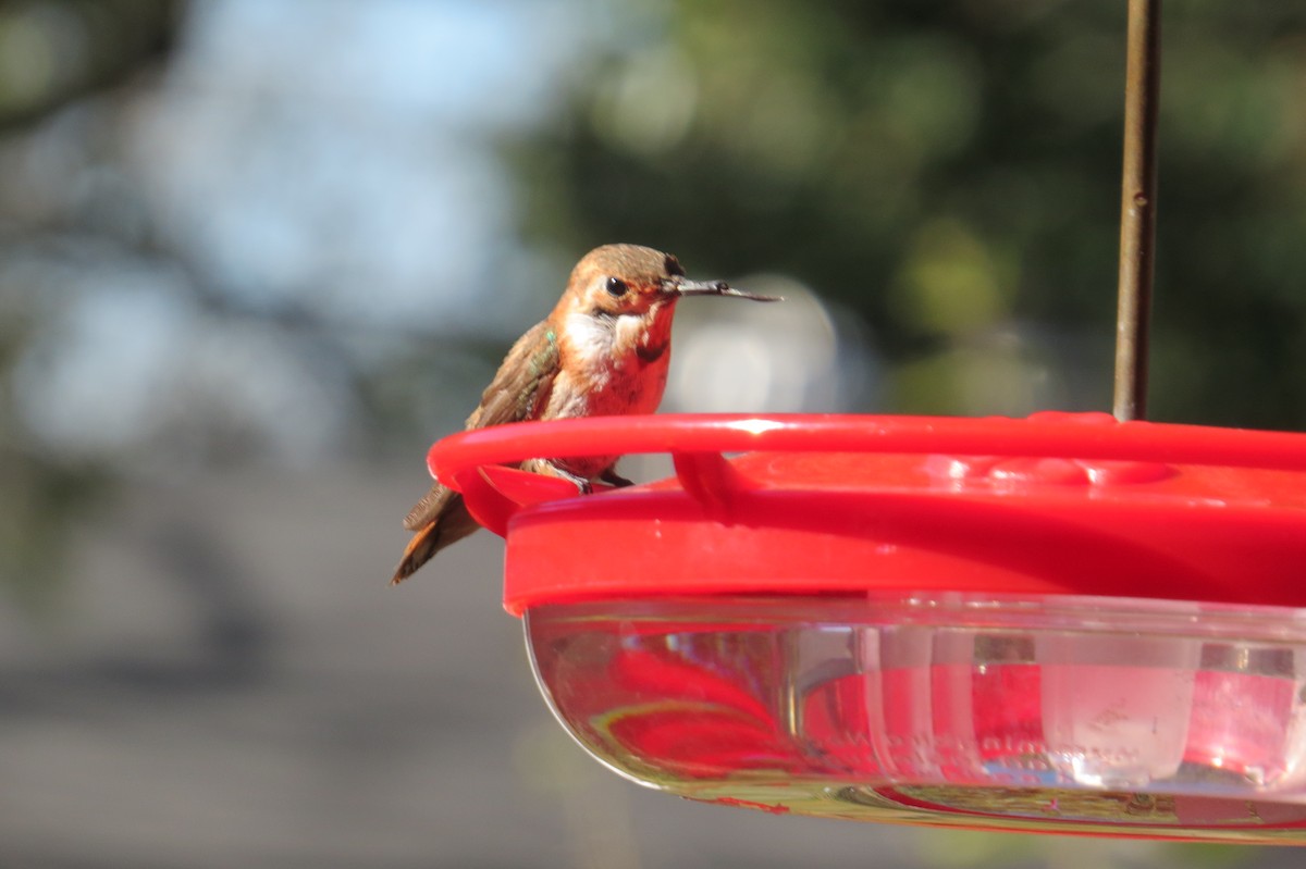 Colibrí Rufo - ML616522683