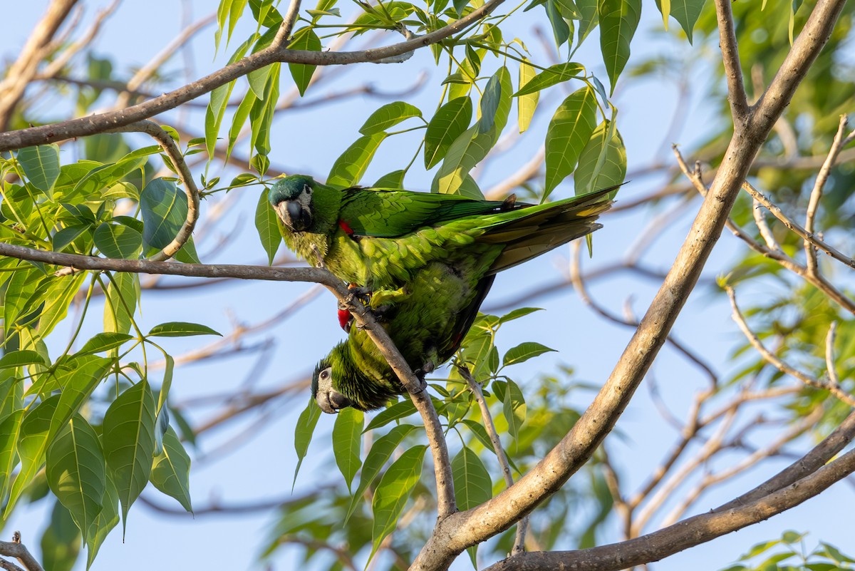 Red-shouldered Macaw - Mason Flint