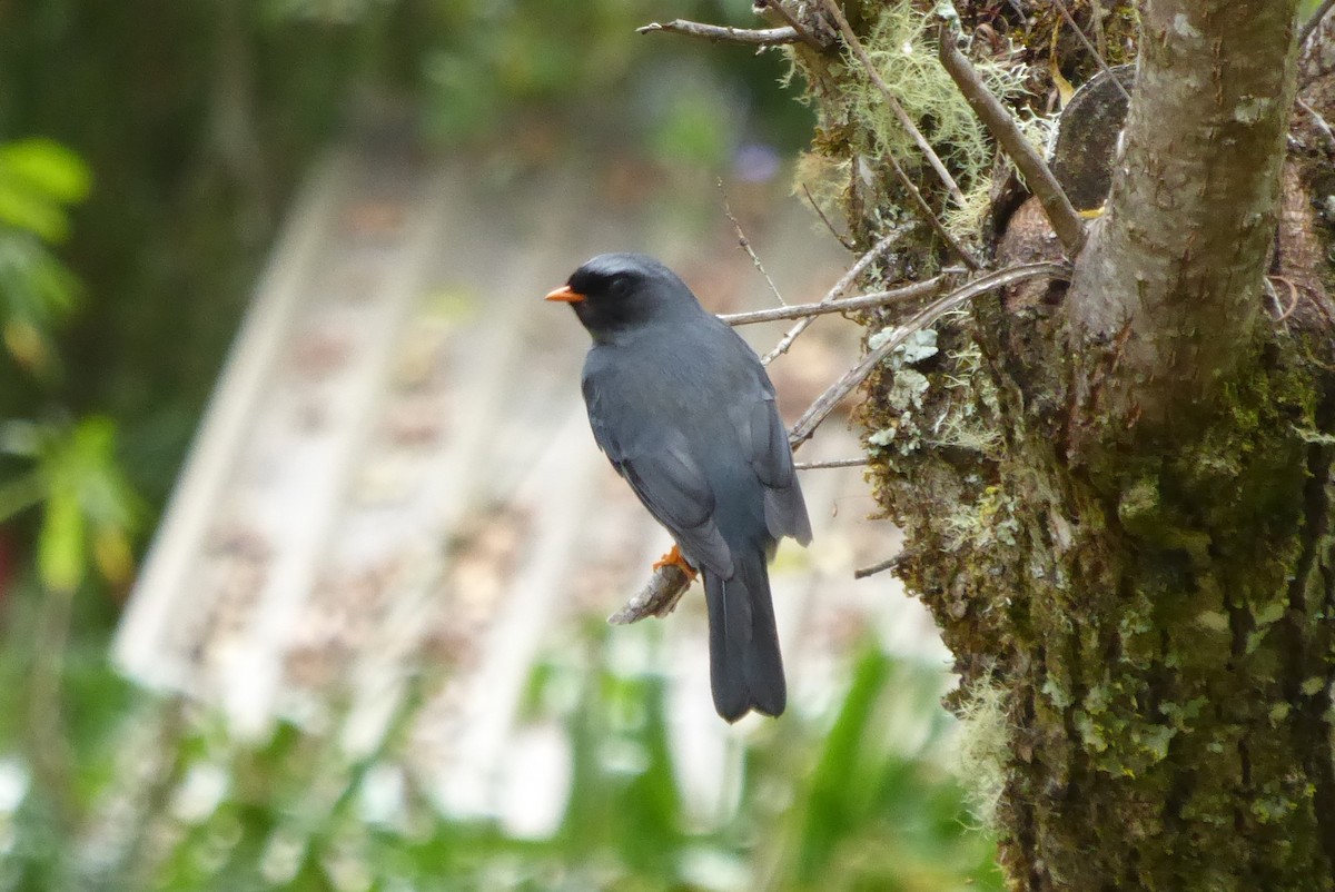 Black-faced Solitaire - Lane Epps
