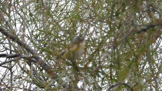 Pardalote Estriado - ML616522839