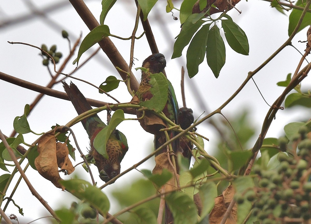 Painted Parakeet - ML616522854