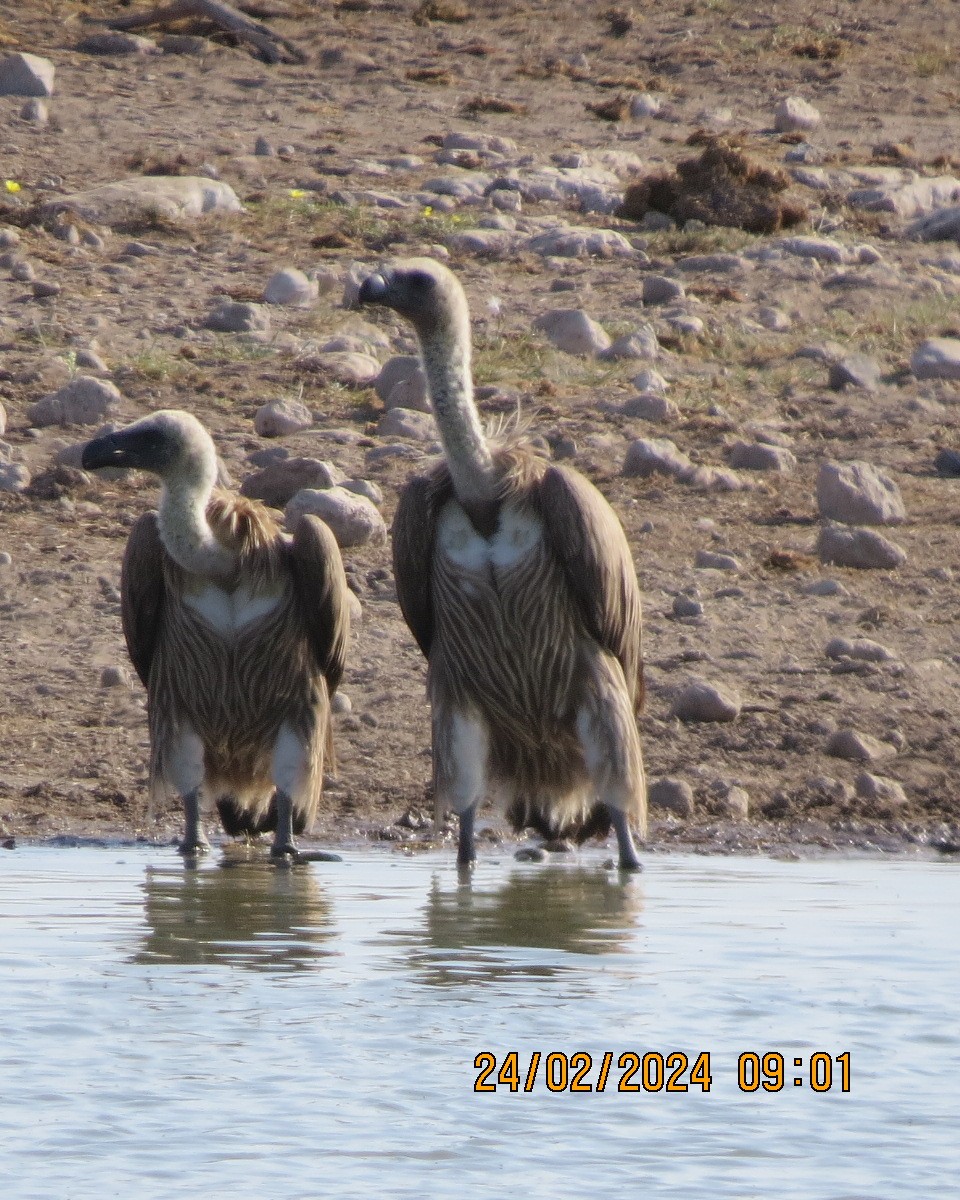 White-backed Vulture - ML616522898