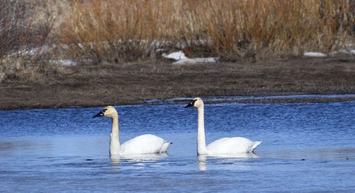 Trumpeter Swan - ML616522929