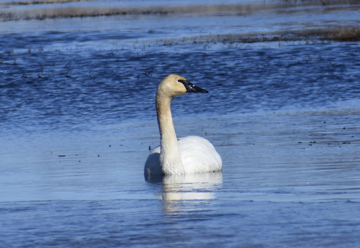 Trumpeter Swan - ML616522930