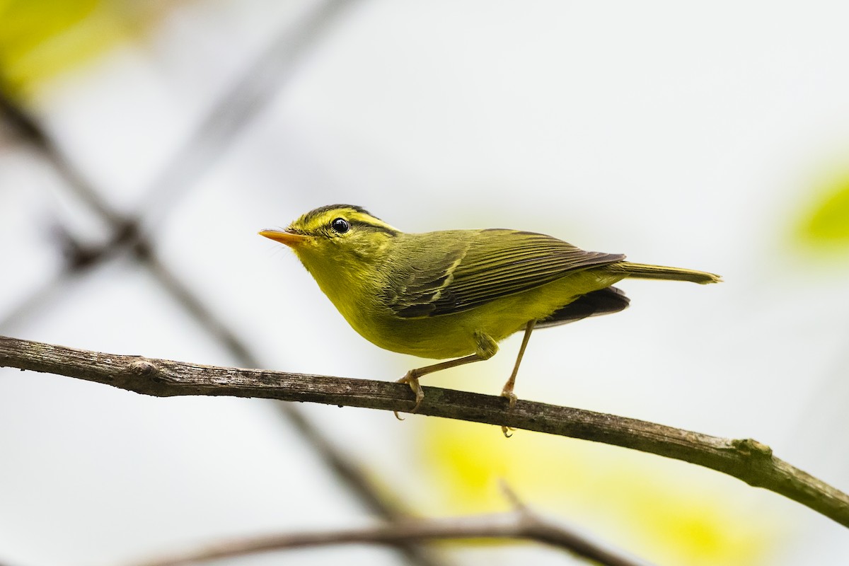 Limestone Leaf Warbler - Stefan Hirsch