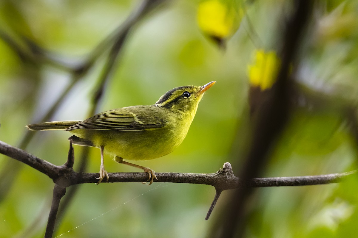 Limestone Leaf Warbler - ML616523038