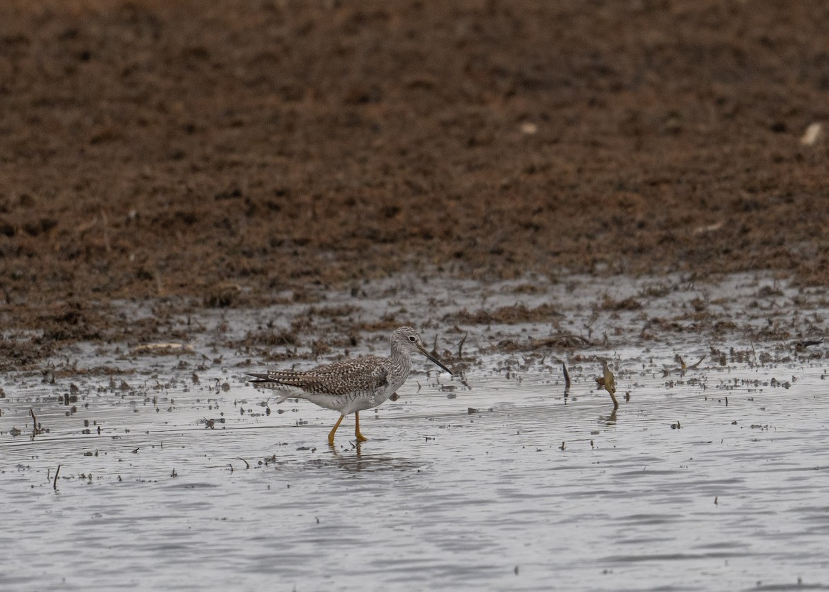 Greater Yellowlegs - Sheila and Ed Bremer