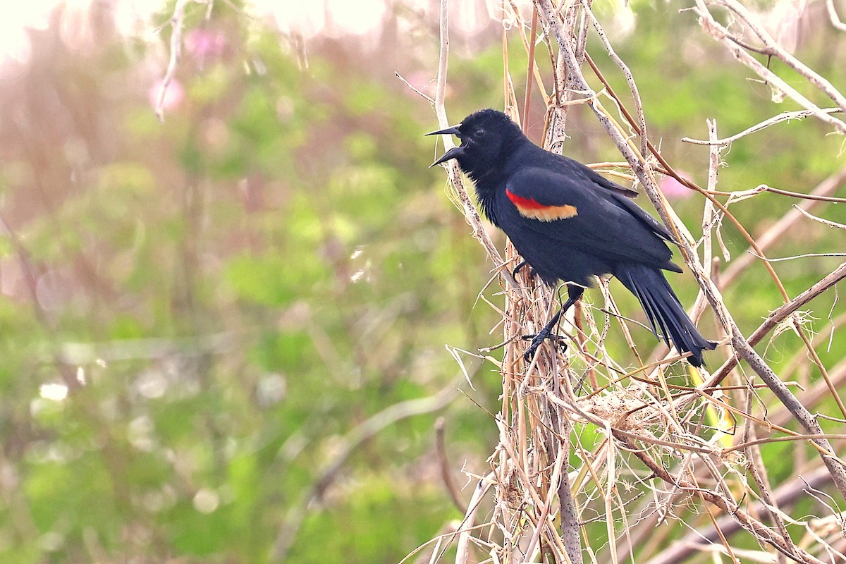 Red-winged Blackbird - ML616523093