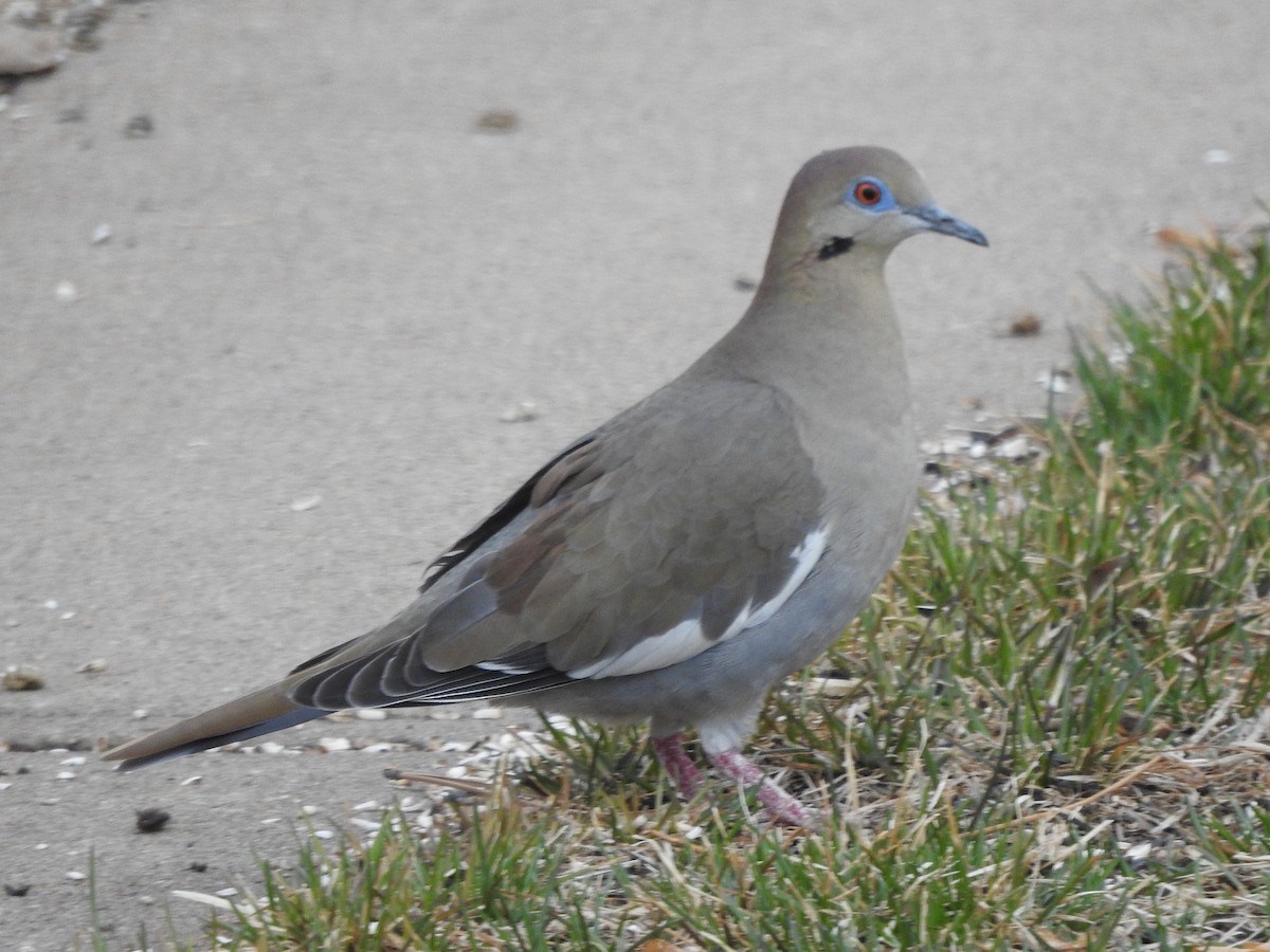 White-winged Dove - ML616523136