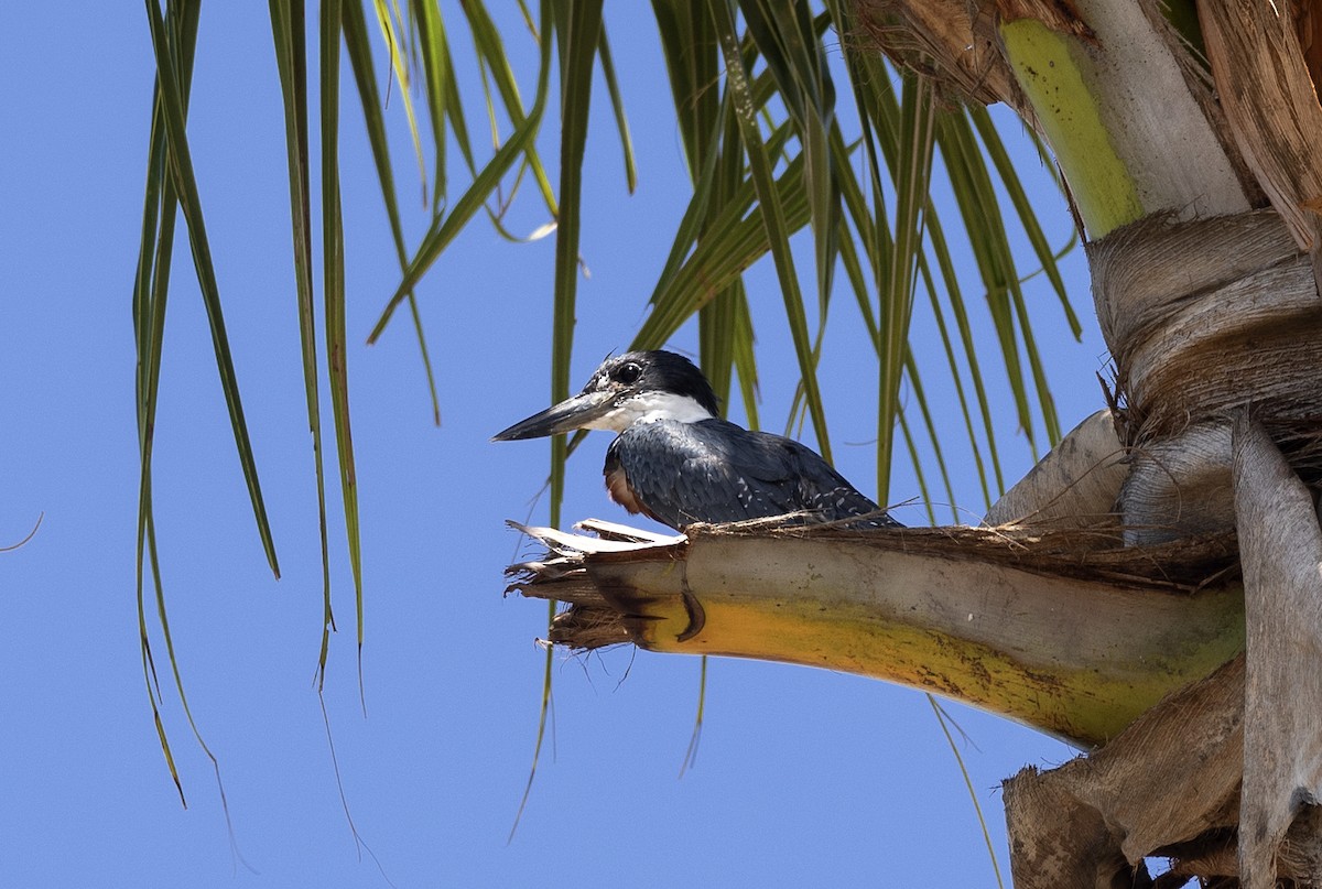 Ringed Kingfisher - ML616523168