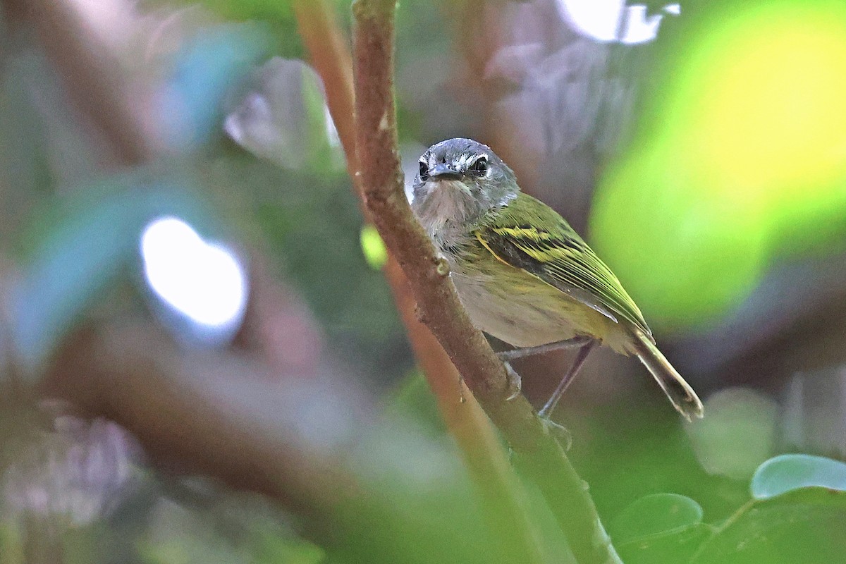 Slate-headed Tody-Flycatcher - ML616523229