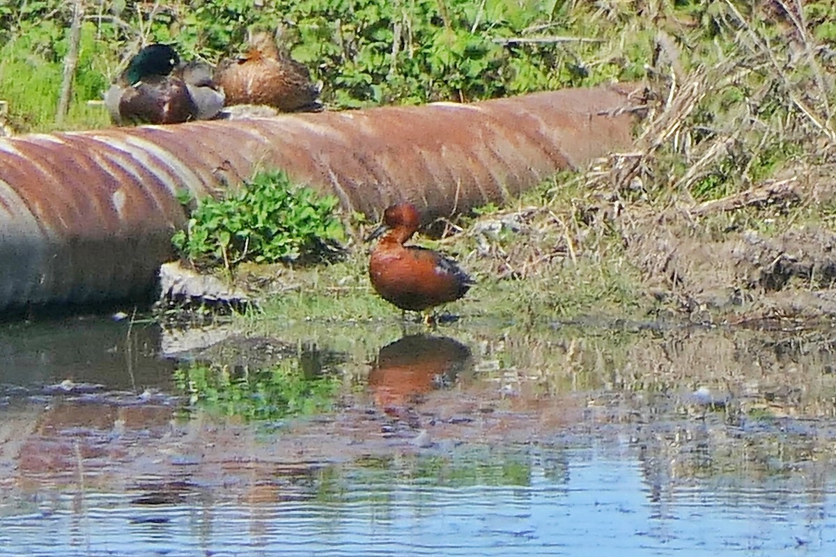 Cinnamon Teal - ML616523234