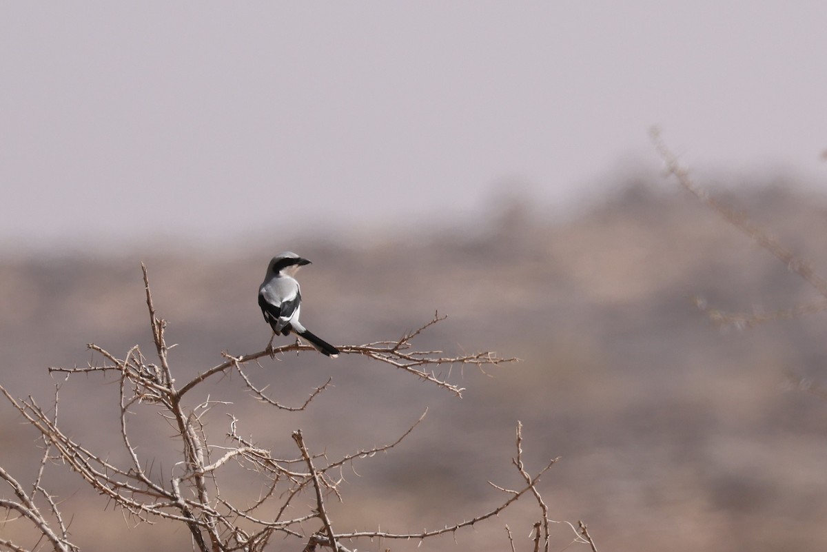 Great Gray Shrike (Sahara) - ML616523252