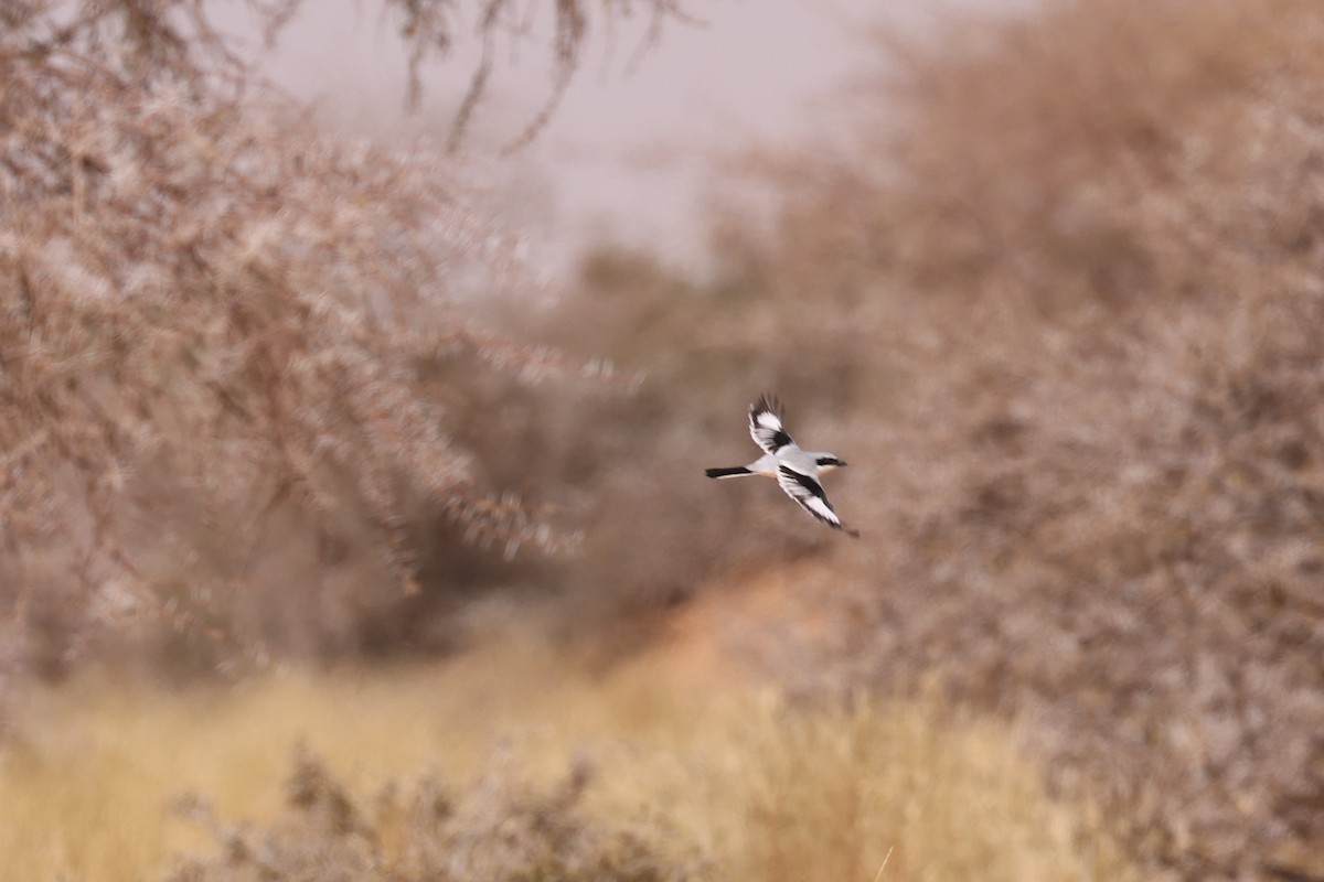 Great Gray Shrike (Sahara) - ML616523253