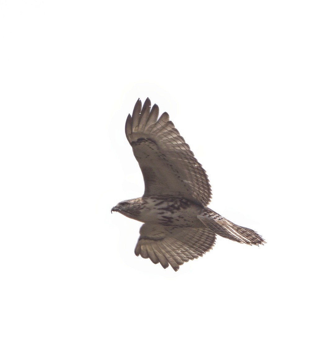 Red-tailed Hawk (borealis) - David Nicosia