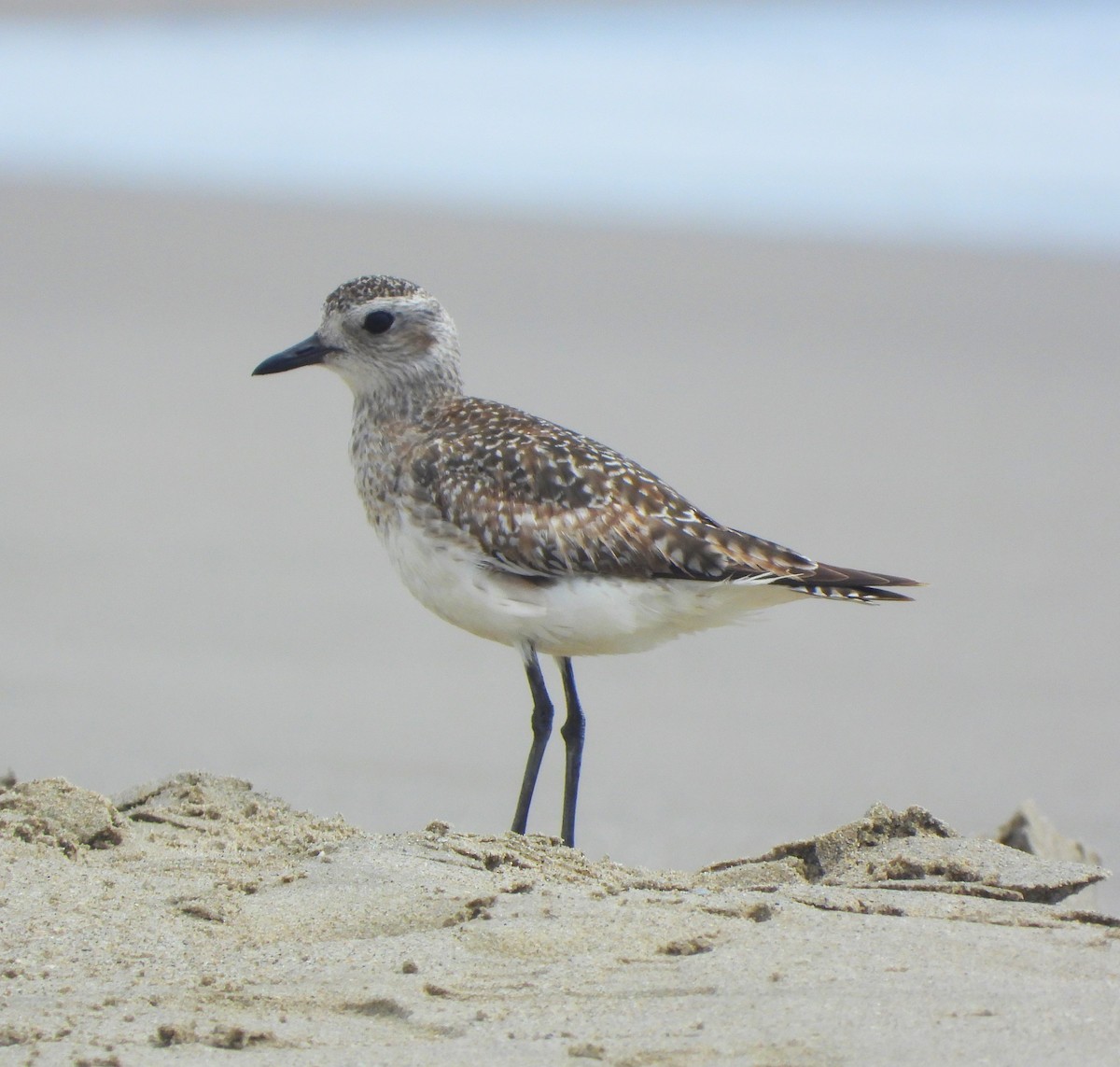 Black-bellied Plover - ML616523329