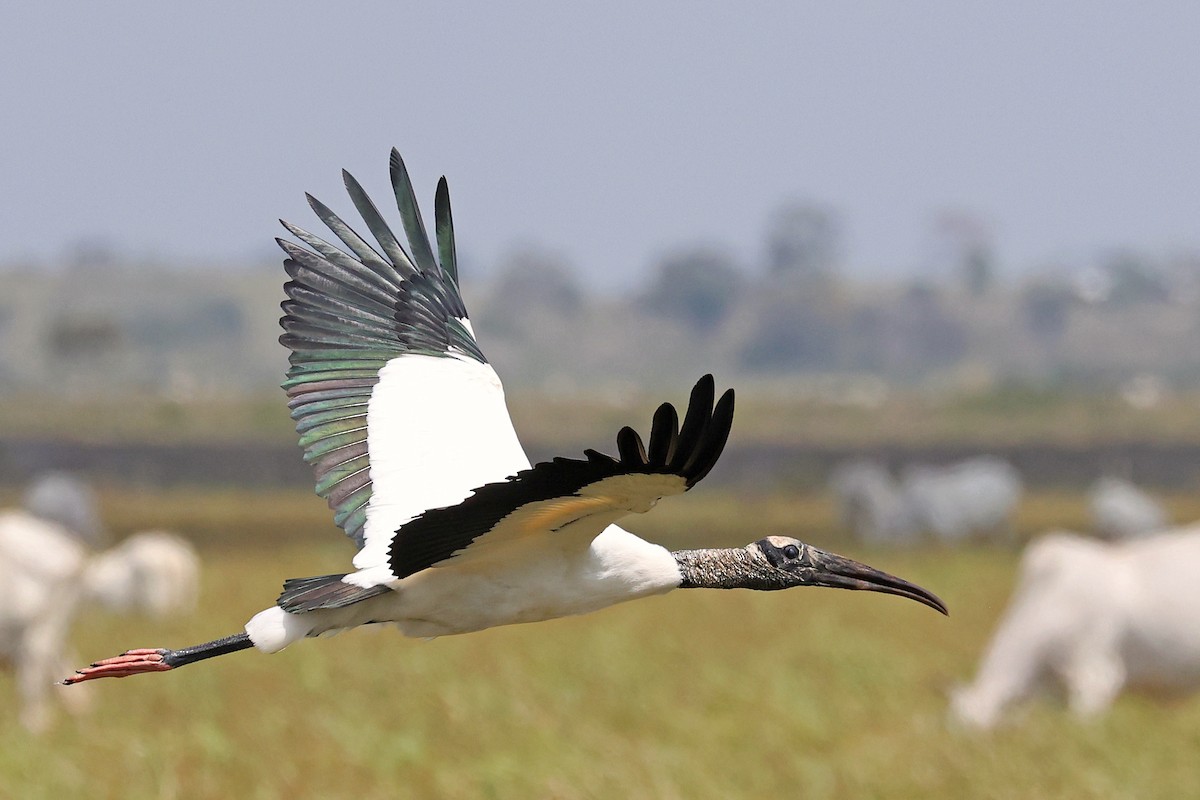 Wood Stork - ML616523364