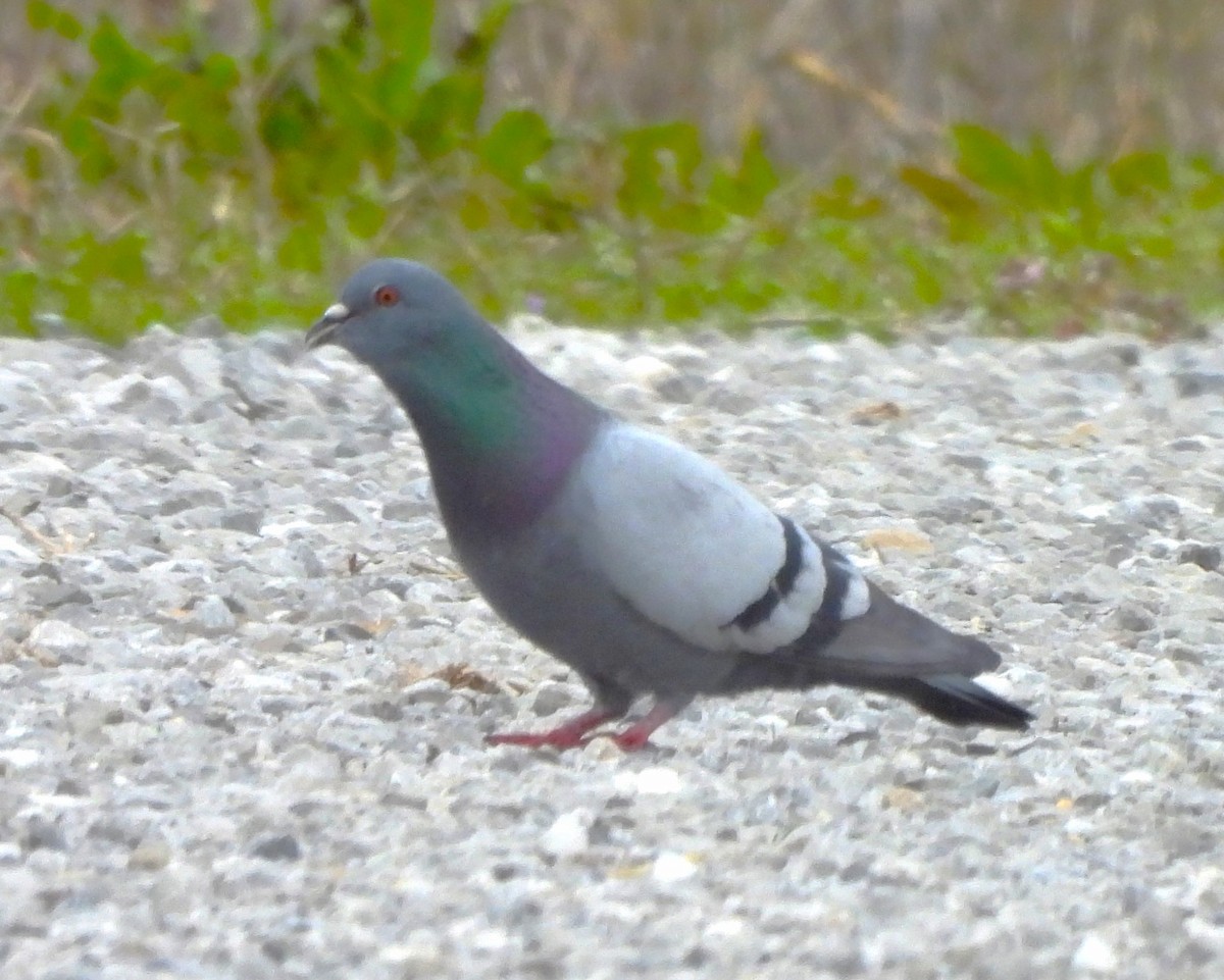 Сизый голубь (Одомашненного типа) - ML616523387