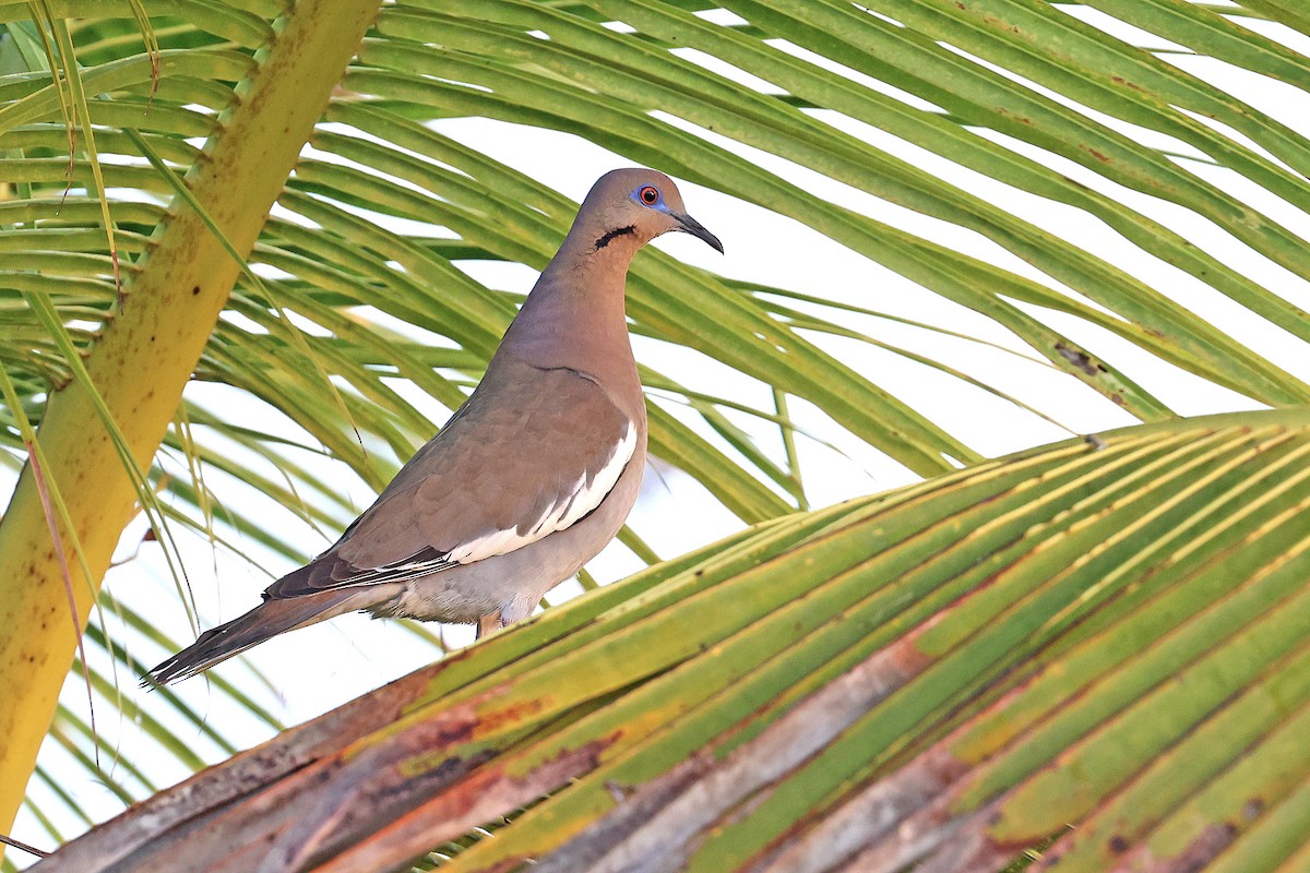 White-winged Dove - ML616523423