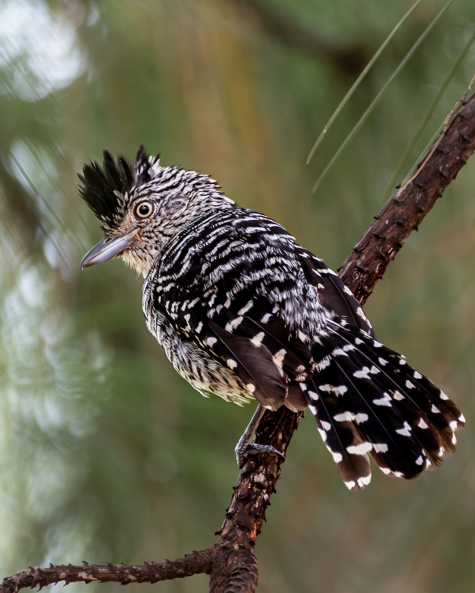 Barred Antshrike - ML616523441