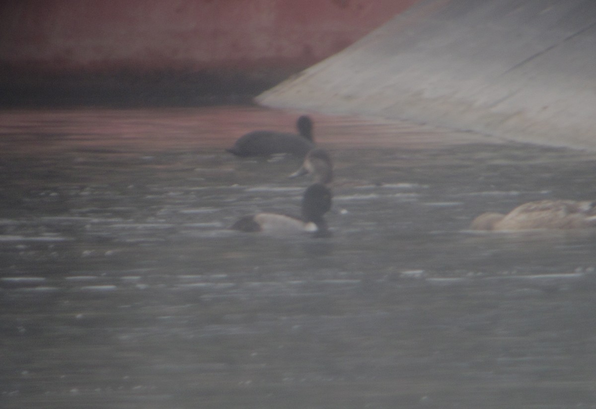 Ring-necked Duck - ML616523477