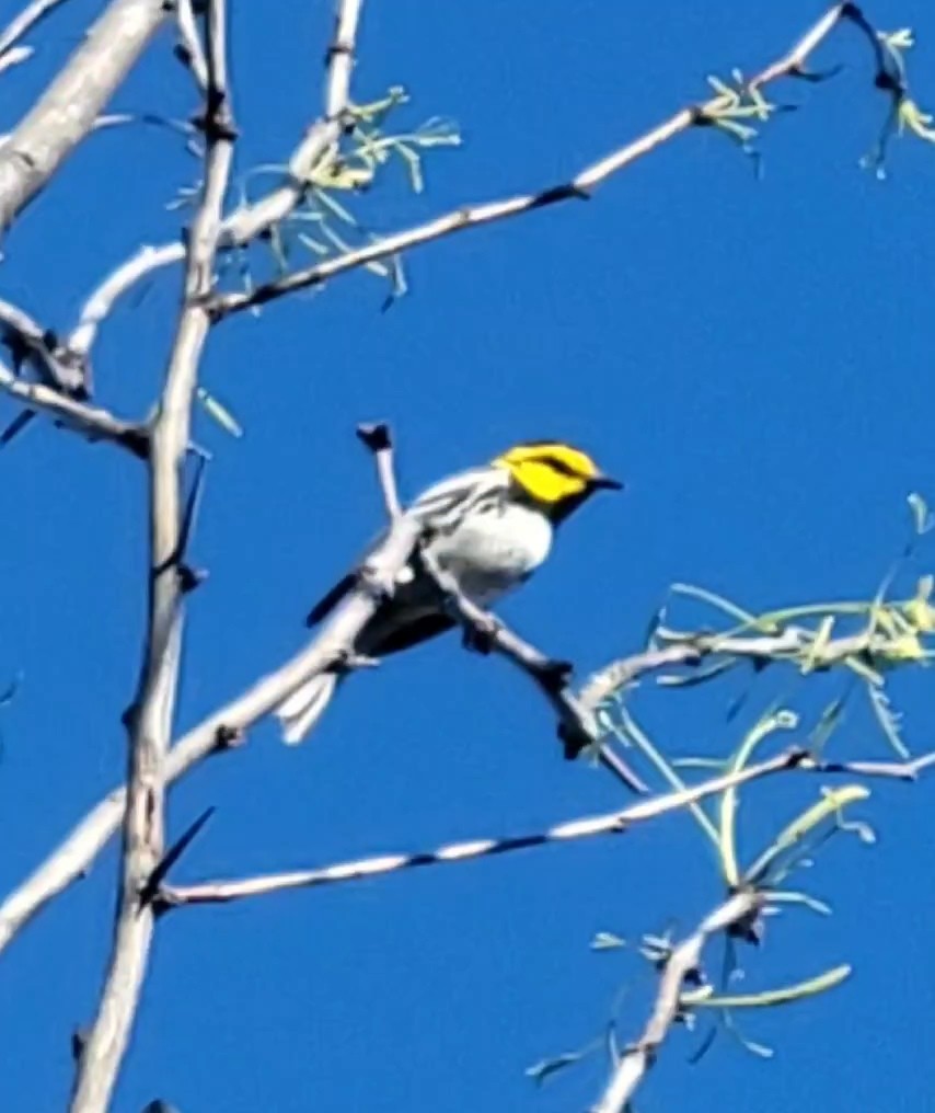 Golden-cheeked Warbler - Richard Wilde